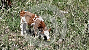 Plastic noseband attached to the calf`s nose, noseband that prevents milk sucking