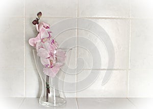 Plastic orchids in the glass with the white background