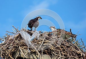 Plastic Osprey Nest