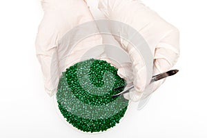 Plastic pellets . Colorant for polymers in granules. Plastic pellets in the hands with gloves and tweezers.