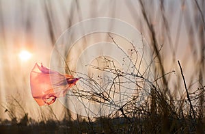 The plastic pink bag tangled in dry grass