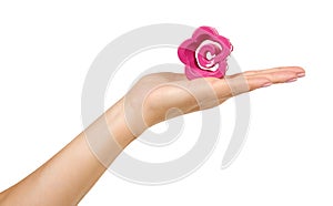 Plastic pink hair clip. Female accessory. Isolated