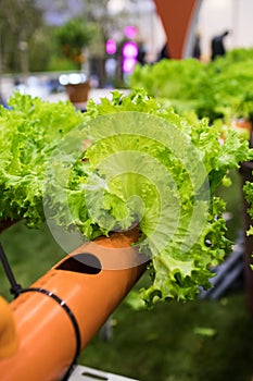 plastic pipe structures for landless cultivation. Salad in innovative hydroponic cultivation for water saving, prototype for