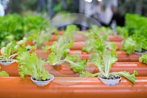 plastic pipe structures for landless cultivation. Salad in innovative hydroponic cultivation for water saving, prototype for