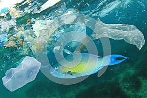 Plastic pollutes the sea with fish