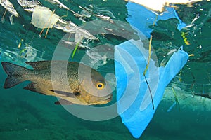 Plastic pollutes the sea with fish