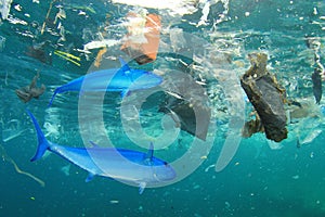 Plastic pollutes the sea with fish