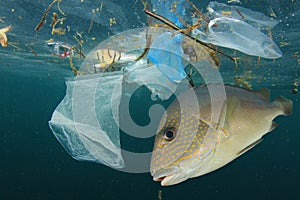 Plastic pollutes the sea with fish