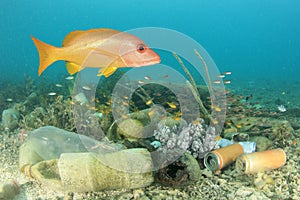 Plastic pollutes the sea with fish