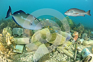 Plastic pollutes the sea with fish