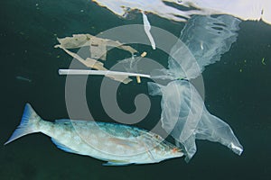 Plastic pollutes the sea with fish
