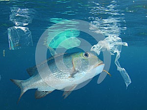 Plastic pollutes the sea with fish