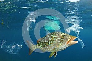 Plastic pollutes the sea with fish