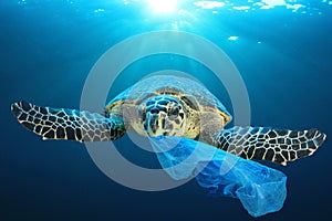 Plastic pollutes the sea with Turtle
