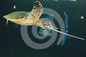 Plastic pollutes the sea with Turtle