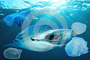 Plastic pollutes the sea with Whale Shark