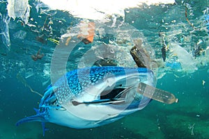 Plastic pollutes the sea with Whale Shark