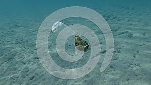 Plastic pollution, a beautiful nudibranch sea hare crawls along plastic bottle floats on the water above sandy bottom.