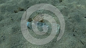 Plastic pollution, a beautiful nudibranch sea hare crawls along plastic bottle on the sandy bottom. Top view