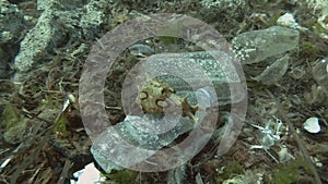 Plastic pollution, a beautiful nudibranch sea hare crawls along plastic debris on the seabed. Nudibranch or Sea slug Spotted sea