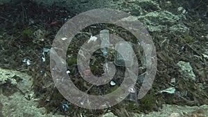 Plastic pollution, A beautiful nudibranch sea hare crawls along plastic debris on the seabed. Top view, Nudibranch or Sea slug