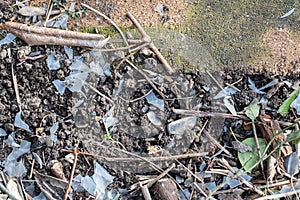 Plastic pollution. Degraded brittle plastic as a garden soil pollutant