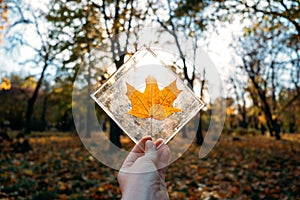 Plastic pollution, Environmental Problems concept. Fall maple leaves in plastic container in hand on autumn nature