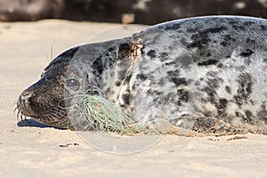 Plastic pollution. Fishing line caught around seals neck. Animal welfare