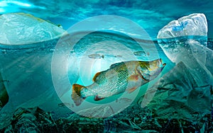 Plastic pollution in marine  environmental problems Animals in the sea cannot live. And cause plastic pollution in the ocean