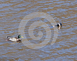 Plastic pollution,natural ecology concept. Water surface with floating drake duck and plastic drink bottle. Copy space