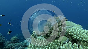 Plastic pollution of the ocean on coral garden. Discarded plastic bag hanging on beautiful coral reef