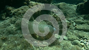 Plastic pollution, an old plastic bottle lies underwater among the rocks in shallow water. Plastic bottle on the seabed