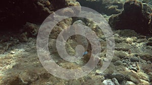 Plastic pollution, an old plastic bottle lies underwater among the rocks in shallow water. Plastic bottle on the seabed