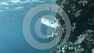 Plastic pollution - A piece of plastic bag drifting near coral reef, gradually collapsing and turns into microplastics. Plastic ga