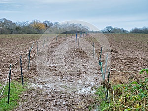 Plastic posts and tape mark the well trodden route of the Sandstone Trail across a waterlogged, very muddy, rural field