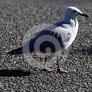 Plastic problem, a gull has a band of plastic around its ankle