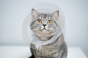 Plastic protective collar for animal on cat of British breed posing in studio. Recovery collar method of preventing