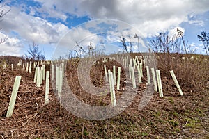 Plastic protective tree guards around newly planted saplings