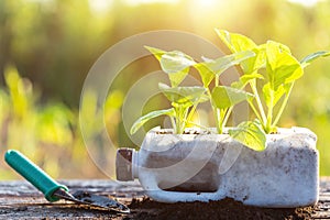 Plastic recycle concept : People planting vegetable in plastic b