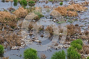 Plastic rubbish in Zanja Rud river in Ir photo