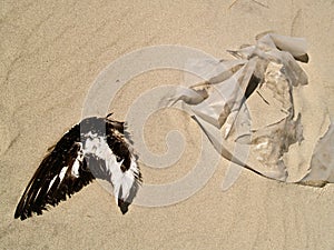 Plastic in the sea and on the beach, the biggest enemy of the birds