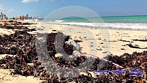 Plastic and seaweed Miami Beach