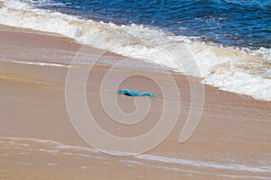 plastic shopping bag washed up on a beach