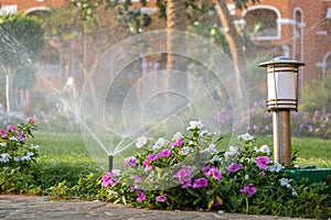 Plastic sprinkler irrigating flower bed on grass lawn with water in summer garden. Watering green vegetation duging dry season for