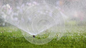 Plastic sprinkler irrigating grass lawn with water in summer garden. Watering green vegetation duging dry season for