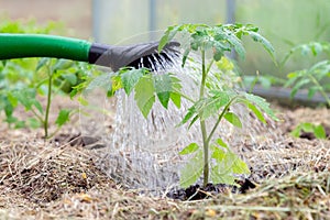 Plastic sprinkling can or funnel watering tomato plant in the greenhouse. Organic home grown tomato plants without vegetables