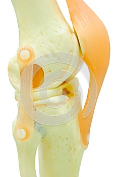 Plastic study model of a knee replacement.