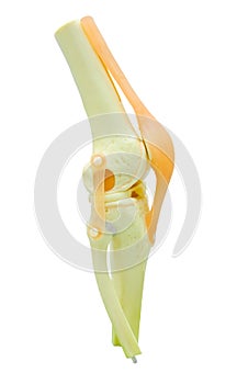 Plastic study model of a knee replacement.