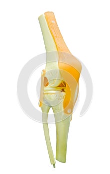 Plastic study model of a knee replacement.