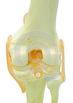 Plastic study model of a knee replacement